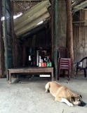 Dog lounging outside a traditional Mum and pop store in Vietnam village Royalty Free Stock Images Dog lounging outside a traditional Mum and pop store in Vietnam village Royalty Free Stock Images