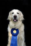Dog with medal