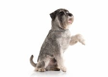 Dog. Miniature schnauzer on white background royalty free stock image Dog. Miniature schnauzer on white background royalty free stock image