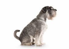 Dog. Miniature schnauzer on white background stock images Dog. Miniature schnauzer on white background stock images
