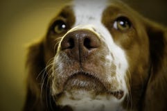 Dog Nose Closeup Stock Photo