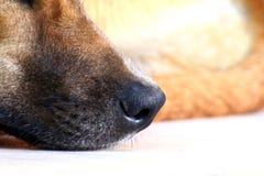 Dog nose, Nose of dog close up Selective focus stock photo Dog nose, Nose of dog close up Selective focus stock photo
