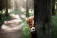 Dog Nova Scotia duck tolling Retriever hiding behind a tree stock photography Dog Nova Scotia duck tolling Retriever hiding behind a tree stock photography