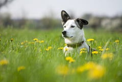 Dog On The Field Of Blowballs Royalty Free Stock Photography