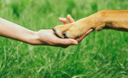 Dog Paw And Human Hand Are Doing Handshake Royalty Free Stock Image Dog Paw And Human Hand Are Doing Handshake Royalty Free Stock Image