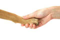 Dog paw and human hand handshake ,Friendship Royalty Free Stock Photos Dog paw and human hand handshake ,Friendship Royalty Free Stock Photos