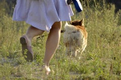 The dog performs the commands of the owner. Corgi pembroke. royalty free stock photography The dog performs the commands of the owner. Corgi pembroke. royalty free stock photography