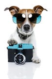 Dog photographer