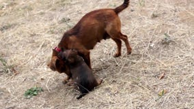 Dog playing with her puppy