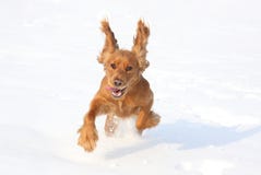 Dog Playing In The Snow Stock Images