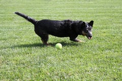 Dog playing with a tennis ball Royalty Free Stock Photo Dog playing with a tennis ball Royalty Free Stock Photo