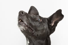 Dog Portrait Stock Photos