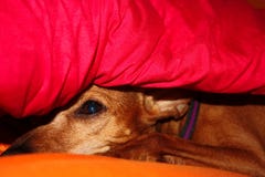 Dog puppy hides in the warmth between the blankets of his house on a winter day royalty free stock photography Dog puppy hides in the warmth between the blankets of his house on a winter day royalty free stock photography