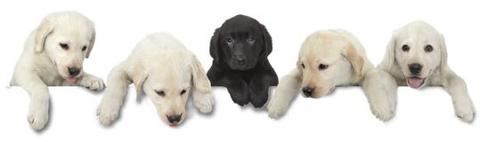 Dog Puppy White And Black Cut Out On White Stock Images