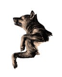 The dog raised face with eyes closed and legs bent in a pose of relaxation vector illustration The dog raised face with eyes closed and legs bent in a pose of relaxation vector illustration