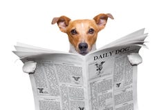 Dog reading newspaper