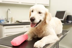 Dog Recovering After Treatment In Vet Surgery