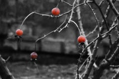 Dog roses in reddish color on black&white background stock photography Dog roses in reddish color on black&white background stock photography