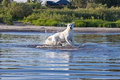 Dog runs on water royalty free stock photography Dog runs on water royalty free stock photography