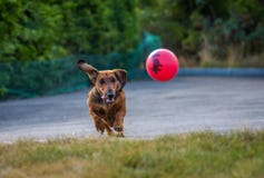 Maia plays catch stock photos Maia plays catch stock photos