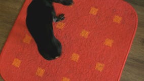 The dog's toy-terrier chasing its tail on a red mat