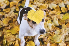 Dog sammanträde i höstlövverk med det stora gula bladet på huvudet royaltyfri foto Dog sammanträde i höstlövverk med det stora gula bladet på huvudet royaltyfri foto