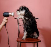 Dog schnauzer on pink background and hair dryer in female hand royalty free stock photo Dog schnauzer on pink background and hair dryer in female hand royalty free stock photo