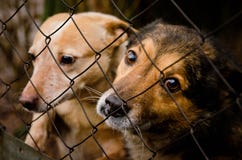 Dog in shelter eyes of an abandoned animal in captivity royalty free stock photography Dog in shelter eyes of an abandoned animal in captivity royalty free stock photography