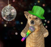 Dog singing a song at the stage royalty free stock photography Dog singing a song at the stage royalty free stock photography