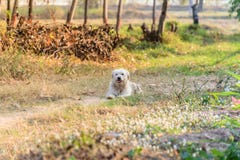 Dog siting on dirty road stock photography Dog siting on dirty road stock photography