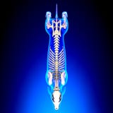 Dog Skeleton - Canis Lupus Familiaris Anatomy - top view stock images Dog Skeleton - Canis Lupus Familiaris Anatomy - top view stock images