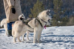 dog-sledding team waiting for tourists to ride royalty free stock photography dog-sledding team waiting for tourists to ride royalty free stock photography