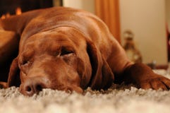 Dog sleeping on the carpet