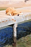 Dog Sleeping On Pier Stock Photos