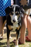 Waiting dog between standing people at Jugendfest Brugg stock photography Waiting dog between standing people at Jugendfest Brugg stock photography