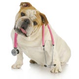 Dog with stethoscope