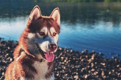 Dog at sunset next to a river - Siberian husky with pretty face. royalty free stock images Dog at sunset next to a river - Siberian husky with pretty face. royalty free stock images