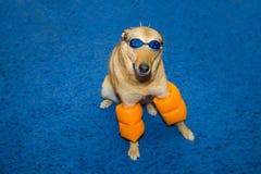 dog in swimming goggles
