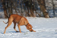 Dog Tracking In Snow Stock Photo