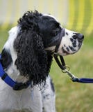Dog Training Collar Royalty Free Stock Images Dog Training Collar Royalty Free Stock Images