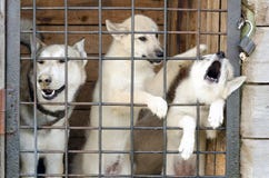 A dog and two puppies are looking through the metal grid of a cage door. royalty free stock photo A dog and two puppies are looking through the metal grid of a cage door. royalty free stock photo