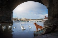 Dog under the bridge. Swans in the river royalty free stock photo Dog under the bridge. Swans in the river royalty free stock photo