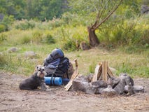 Zwergschnauzer on a picnic. Outside photo. Natural concept. royalty free stock photography Zwergschnauzer on a picnic. Outside photo. Natural concept. royalty free stock photography
