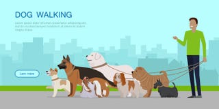 Dog Walking Banner. Man Walks with Puppies stock illustration Dog Walking Banner. Man Walks with Puppies stock illustration