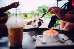 Dog wants to eat cake stock photo Dog wants to eat cake stock photo