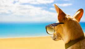 Dog watching the beach on summer stock image Dog watching the beach on summer stock image
