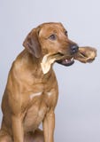 Dog With Big Treat Royalty Free Stock Images