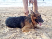 Doggie stock afbeelding Doggie stock afbeelding
