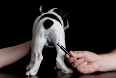 Dogo francés del perro en la lupa negra del fondo foto de archivo libre de regalías Dogo francés del perro en la lupa negra del fondo foto de archivo libre de regalías