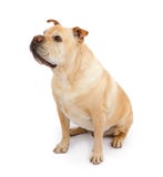 Dogo inglés y perro mezclado Shar-Pei de la casta fotos de archivo libres de regalías Dogo inglés y perro mezclado Shar-Pei de la casta fotos de archivo libres de regalías